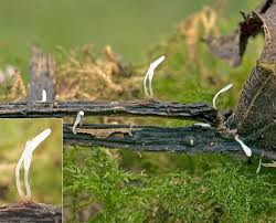 Attēlu rezultāti vaicājumam “Typhula setipes”