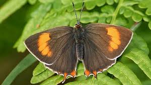 Attēlu rezultāti vaicājumam “Thecla betulae female”