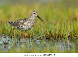 Image result for Calidris himantopus