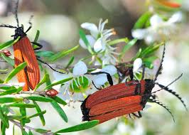 Attēlu rezultāti vaicājumam “Lycidae”