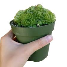 Attēlu rezultāti vaicājumam “Jovibarba globifera fruit”