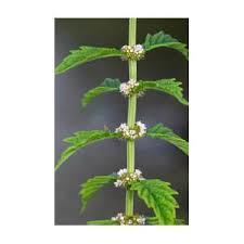 Attēlu rezultāti vaicājumam “Lycopus europaeus flower”