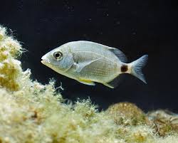 Image result for Diplodus
