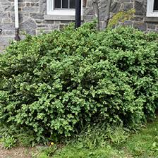 Attēlu rezultāti vaicājumam “Buxus sempervirens”