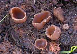 Attēlu rezultāti vaicājumam “Peziza vesiculosa”