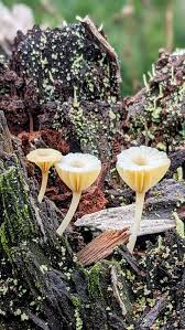 Attēlu rezultāti vaicājumam “Lichenomphalia umbellifera”