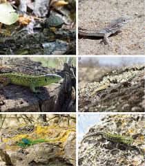 Attēlu rezultāti vaicājumam “Lacerta agilis”