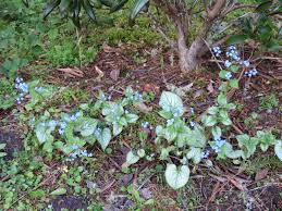 Image result for Brunnera `Jack Frost`