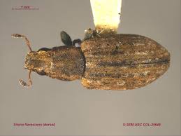 Attēlu rezultāti vaicājumam “Sitona sp.”