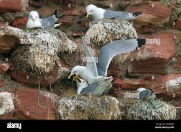 Attēlu rezultāti vaicājumam “Rissa tridactyla nest”