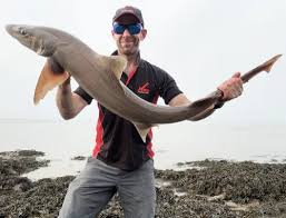 Image result for Mustelus asterias