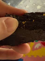 Attēlu rezultāti vaicājumam “Willkommlangea reticulata young”