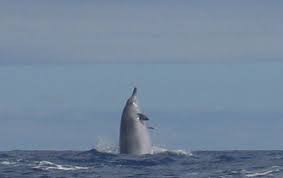 Image result for Mesoplodon bidens