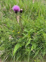 Attēlu rezultāti vaicājumam “Cirsium heterophyllum”