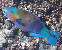 Image result for Chlorurus sordidus