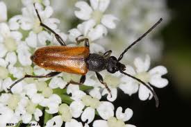 Attēlu rezultāti vaicājumam “Pseudovadonia livida”