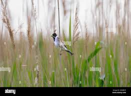 Attēlu rezultāti vaicājumam “Emberiza schoeniclus eggs”