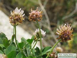 Attēlu rezultāti vaicājumam “Trifolium fragiferum fruit”