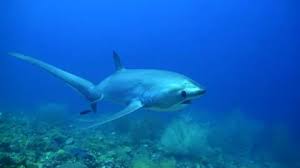 Image result for Alopias pelagicus