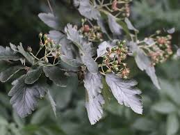 Attēlu rezultāti vaicājumam “Sorbus intermedia leaf”