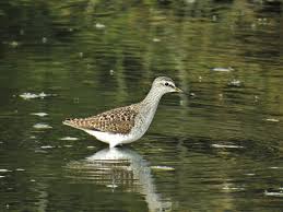 Attēlu rezultāti vaicājumam “Tringa glareola adult”