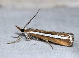 Attēlu rezultāti vaicājumam “Catoptria fulgidella”