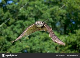 Attēlu rezultāti vaicājumam “Bubo bubo adult”