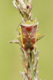 Attēlu rezultāti vaicājumam “Elasmostethus interstinctus nymph”