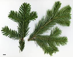 Attēlu rezultāti vaicājumam “Abies sibirica”