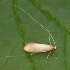 Attēlu rezultāti vaicājumam “Nematopogon sp.”