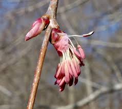 Attēlu rezultāti vaicājumam “Cercidiphyllum japonicum flower”