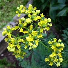 Image result for Ruta graveolens