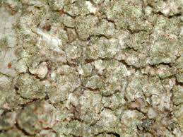 Attēlu rezultāti vaicājumam “Arthonia byssacea”