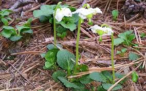 Attēlu rezultāti vaicājumam “Pyrolaceae”