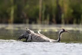 Attēlu rezultāti vaicājumam “Grus grus adult”