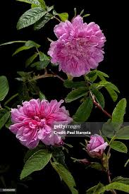 Attēlu rezultāti vaicājumam “Rosa majalis”