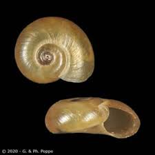 Attēlu rezultāti vaicājumam “Planorbidae”