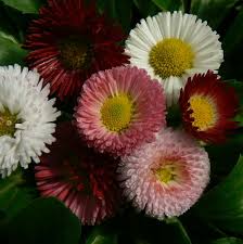 Image result for Bellis perennis