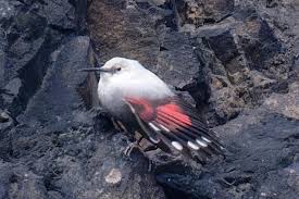 Image result for Tichodroma muraria