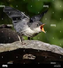 Attēlu rezultāti vaicājumam “Cinclus cinclus adult”