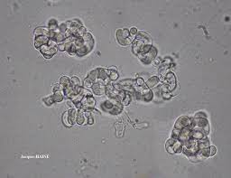 Attēlu rezultāti vaicājumam “Illosporiopsis christiansenii”
