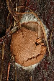 Attēlu rezultāti vaicājumam “Dictydiaethalium plumbeum macro”