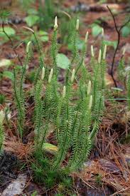 Attēlu rezultāti vaicājumam “Lycopodium annotinum”