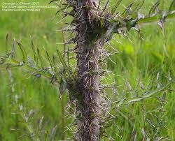 Attēlu rezultāti vaicājumam “Cirsium palustre leaf”