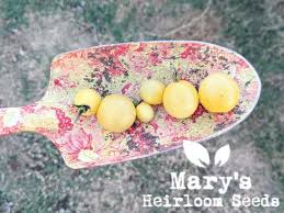 Afbeeldingsresultaat voor hawaiian white cherry tomato