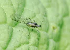 Attēlu rezultāti vaicājumam “Drepanosiphum platanoidis exuvia”