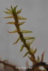 Attēlu rezultāti vaicājumam “Meesia triquetra”