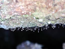 Attēlu rezultāti vaicājumam “Chaenotheca gracilenta”