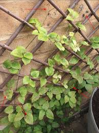 Attēlu rezultāti vaicājumam “Clematis leaf”