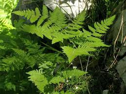 Attēlu rezultāti vaicājumam “Gymnocarpium robertianum”